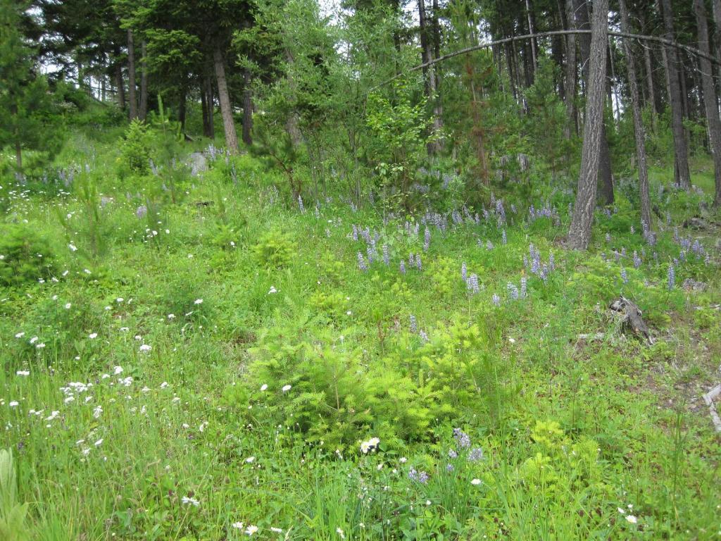 Wild Nature B&B Kelowna Ngoại thất bức ảnh