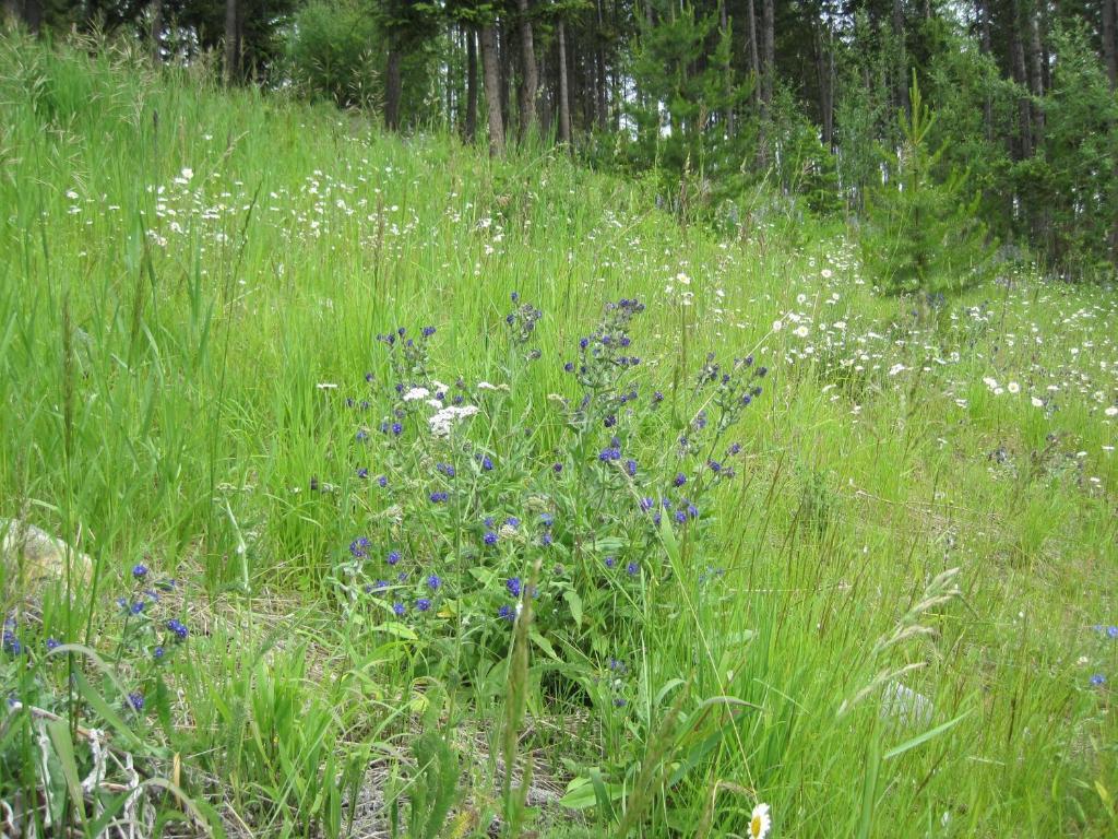 Wild Nature B&B Kelowna Ngoại thất bức ảnh